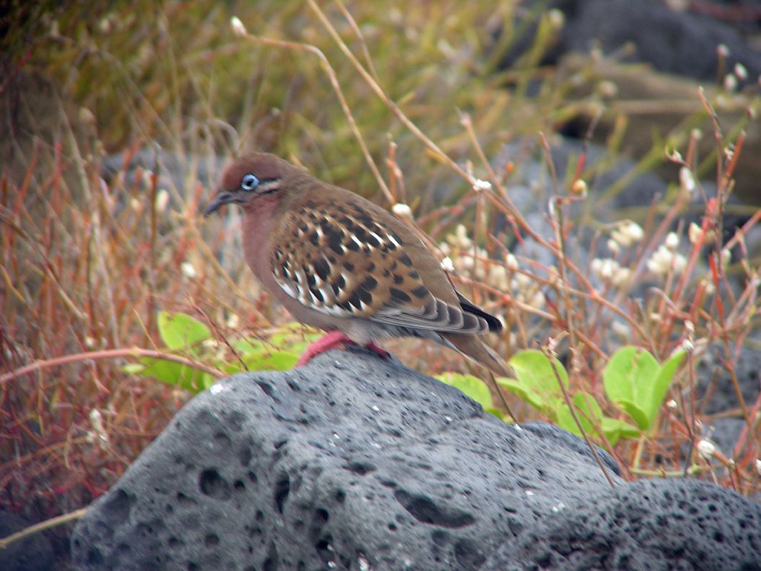 Galapagos 6-1-06 Santiago Puerto Egas Galapagos Dove